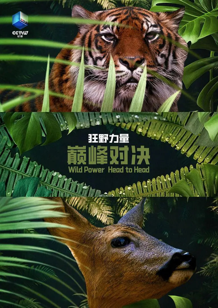狂野的力量：巅峰对决 第一季 Wild Power: Head to Head Season 1